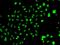 High Mobility Group 20A antibody, GTX32655, GeneTex, Immunocytochemistry image 