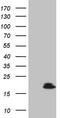 Vasoactive Intestinal Peptide antibody, LS-C791041, Lifespan Biosciences, Western Blot image 