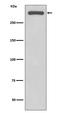 Protein Kinase, DNA-Activated, Catalytic Subunit antibody, M00645, Boster Biological Technology, Western Blot image 