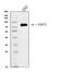 Fas Associated Factor 1 antibody, A03842-1, Boster Biological Technology, Western Blot image 