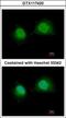 General Transcription Factor IIA Subunit 1 antibody, GTX117420, GeneTex, Immunofluorescence image 