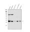 Cathepsin G antibody, PB9855, Boster Biological Technology, Western Blot image 