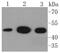 Enolase 2 antibody, NBP2-67641, Novus Biologicals, Western Blot image 