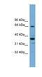 Negative Elongation Factor Complex Member C/D antibody, NBP1-79691, Novus Biologicals, Western Blot image 