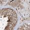 Endoplasmic Reticulum Lectin 1 antibody, NBP1-86802, Novus Biologicals, Immunohistochemistry paraffin image 