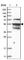 Nuclear Assembly Factor 1 Ribonucleoprotein antibody, HPA036241, Atlas Antibodies, Western Blot image 