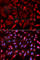 Syndecan Binding Protein antibody, A5360, ABclonal Technology, Immunofluorescence image 