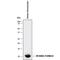S100 Calcium Binding Protein A12 antibody, MAB10522, R&D Systems, Western Blot image 