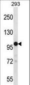 Transient Receptor Potential Cation Channel Subfamily M Member 4 antibody, LS-C160234, Lifespan Biosciences, Western Blot image 