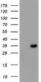 MYD88 Innate Immune Signal Transduction Adaptor antibody, NBP2-03369, Novus Biologicals, Western Blot image 