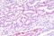 Dishevelled Binding Antagonist Of Beta Catenin 3 antibody, NBP1-19052, Novus Biologicals, Immunohistochemistry paraffin image 