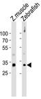 Homeobox B5 antibody, MBS9210435, MyBioSource, Western Blot image 