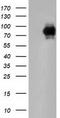 Phosphoinositide-3-Kinase Adaptor Protein 1 antibody, LS-C175782, Lifespan Biosciences, Western Blot image 