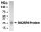 Morf4 Family Associated Protein 1 antibody, NB100-75513, Novus Biologicals, Western Blot image 