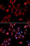 Heat Shock Protein Family A (Hsp70) Member 8 antibody, orb334745, Biorbyt, Immunocytochemistry image 