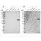 Sulfotransferase Family 2B Member 1 antibody, PA5-60411, Invitrogen Antibodies, Western Blot image 