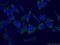 G3BP Stress Granule Assembly Factor 1 antibody, 66486-1-Ig, Proteintech Group, Immunofluorescence image 