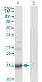 BTG Anti-Proliferation Factor 2 antibody, LS-C198499, Lifespan Biosciences, Western Blot image 