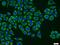Neurotrophin 4 antibody, 12297-1-AP, Proteintech Group, Immunofluorescence image 