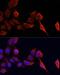 TIMP Metallopeptidase Inhibitor 1 antibody, LS-C746778, Lifespan Biosciences, Immunofluorescence image 