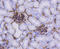 CD34 antibody, abx125311, Abbexa, Immunohistochemistry paraffin image 