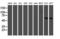 Interferon Regulatory Factor 6 antibody, LS-C173110, Lifespan Biosciences, Western Blot image 