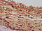Pannexin 2 antibody, LS-C674216, Lifespan Biosciences, Immunohistochemistry paraffin image 