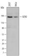 Eukaryotic Translation Initiation Factor 2 Alpha Kinase 4 antibody, MAB6878, R&D Systems, Western Blot image 