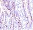 Mucin 2, Oligomeric Mucus/Gel-Forming antibody, V2197IHC-7ML, NSJ Bioreagents, Immunohistochemistry frozen image 