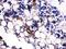 BGP antibody, PB9919, Boster Biological Technology, Immunohistochemistry frozen image 