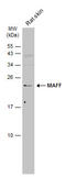 MAF BZIP Transcription Factor F antibody, GTX120264, GeneTex, Western Blot image 