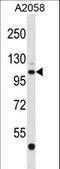ER Degradation Enhancing Alpha-Mannosidase Like Protein 3 antibody, LS-C167620, Lifespan Biosciences, Western Blot image 