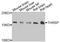 Thyroid Hormone Responsive antibody, A07310, Boster Biological Technology, Western Blot image 