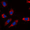 Glycogen Synthase Kinase 3 Alpha antibody, abx133173, Abbexa, Western Blot image 