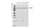CCR4-NOT Transcription Complex Subunit 3 antibody, 40608S, Cell Signaling Technology, Western Blot image 