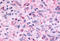 Melatonin Receptor 1B antibody, MBS243542, MyBioSource, Immunohistochemistry frozen image 