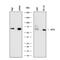 Activating Transcription Factor 6 antibody, NBP2-76329, Novus Biologicals, Western Blot image 