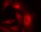 Heat Shock Protein Family B (Small) Member 1 antibody, GTX38674, GeneTex, Immunofluorescence image 