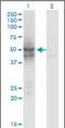 Isocitrate dehydrogenase [NADP], mitochondrial antibody, orb89627, Biorbyt, Western Blot image 