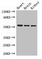 SH3 domain-binding protein 5 antibody, CSB-PA021226LA01HU, Cusabio, Western Blot image 