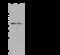 Actin Like 6A antibody, 105321-T34, Sino Biological, Western Blot image 