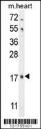 Fibroblast Growth Factor 16 antibody, 56-085, ProSci, Western Blot image 