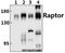 Regulatory Associated Protein Of MTOR Complex 1 antibody, GTX66611, GeneTex, Western Blot image 