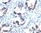 Transgelin antibody, orb385886, Biorbyt, Immunohistochemistry paraffin image 