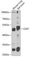 CD47 Molecule antibody, 22-830, ProSci, Western Blot image 