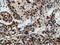 EPM2A Interacting Protein 1 antibody, LS-C785130, Lifespan Biosciences, Immunohistochemistry frozen image 