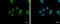 N-Acetylneuraminate Synthase antibody, GTX105223, GeneTex, Immunofluorescence image 