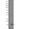 Interleukin 15 antibody, abx147013, Abbexa, Western Blot image 