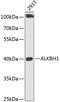 AlkB Homolog 1, Histone H2A Dioxygenase antibody, 15-361, ProSci, Western Blot image 