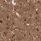 Metallothionein 3 antibody, NBP1-89772, Novus Biologicals, Immunohistochemistry frozen image 